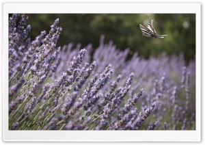 Zebra Swallowtail Butterfly in Flight Ultra HD Wallpaper for 4K UHD Widescreen desktop, tablet & smartphone