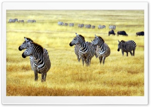 Zebras Yellow Grass Ultra HD Wallpaper for 4K UHD Widescreen desktop, tablet & smartphone