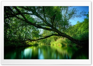 zeleni Ultra HD Wallpaper for 4K UHD Widescreen desktop, tablet & smartphone