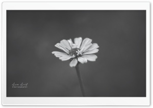 Zinnia Flower Ultra HD Wallpaper for 4K UHD Widescreen desktop, tablet & smartphone