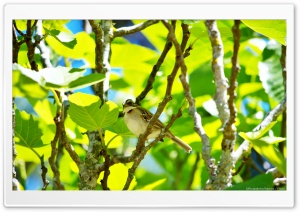Zonotrichia Capensis in a Fig Tree Ultra HD Wallpaper for 4K UHD Widescreen desktop, tablet & smartphone