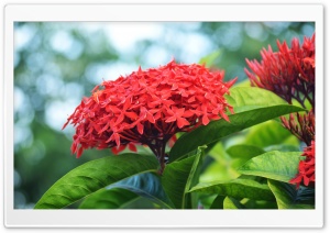100 Flowers Ultra HD Wallpaper for 4K UHD Widescreen desktop, tablet & smartphone