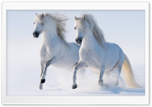 2 Horses Ultra HD Wallpaper for 4K UHD Widescreen desktop, tablet & smartphone