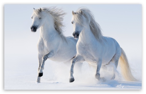 running horses 4K wallpaper download