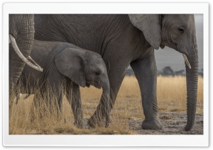 3 Elephants Family Ultra HD Wallpaper for 4K UHD Widescreen desktop, tablet & smartphone