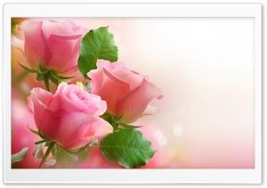 3 Light Pink Roses Ultra HD Wallpaper for 4K UHD Widescreen desktop, tablet & smartphone