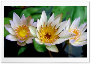 3 Lotus Ultra HD Wallpaper for 4K UHD Widescreen desktop, tablet & smartphone