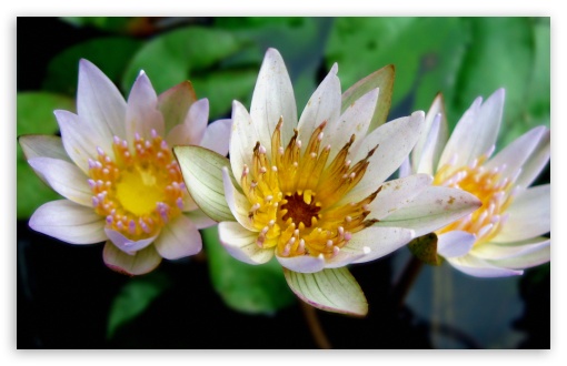 3 Lotus UltraHD Wallpaper for Wide 16:10 5:3 Widescreen WHXGA WQXGA WUXGA WXGA WGA ; 8K UHD TV 16:9 Ultra High Definition 2160p 1440p 1080p 900p 720p ; Standard 4:3 5:4 3:2 Fullscreen UXGA XGA SVGA QSXGA SXGA DVGA HVGA HQVGA ( Apple PowerBook G4 iPhone 4 3G 3GS iPod Touch ) ; Tablet 1:1 ; iPad 1/2/Mini ; Mobile 4:3 5:3 3:2 16:9 5:4 - UXGA XGA SVGA WGA DVGA HVGA HQVGA ( Apple PowerBook G4 iPhone 4 3G 3GS iPod Touch ) 2160p 1440p 1080p 900p 720p QSXGA SXGA ;