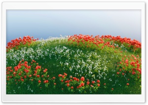 3D Poppy Field Art 4K UHD Wallpaper for Widescreen and UltraWide Desktop, UltraHD TV, Smartphone, Tablet