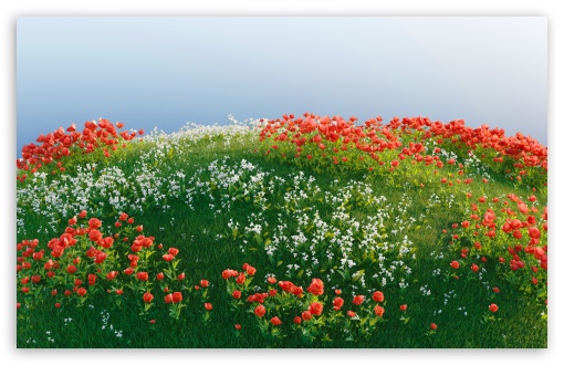 3D Poppy Field Art UltraHD Wallpaper for UHD 16:9 ; HD 16:9 ; UltraWide 21:9 24:10 32:9 32:10 ; Widescreen 16:10 ; Tablet 1:1 ; Mobile 9:16 9:19.5 9:20 9:21 9:22 ; Dual 16:10 16:9 ; Triple 16:10 16:9 ;