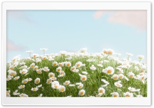 3D Spherical Daisy Field 4K UHD Wallpaper for Widescreen and UltraWide Desktop, UltraHD TV, Smartphone, Tablet