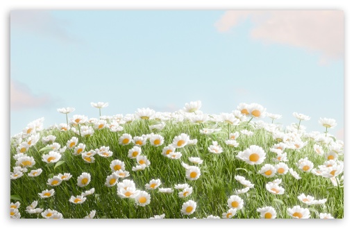 3D Spherical Daisy Field UltraHD Wallpaper for UHD 16:9 ; HD 16:9 ; UltraWide 21:9 24:10 32:9 32:10 ; Widescreen 16:10 5:3 ; Fullscreen 4:3 5:4 3:2 ; Tablet 1:1 ; Mobile 9:16 9:19.5 9:20 9:21 9:22 10:16 2:3 3:5 3:4 ; Dual 16:10 5:3 16:9 4:3 5:4 3:2 ; Triple 16:10 5:3 16:9 4:3 5:4 3:2 ;