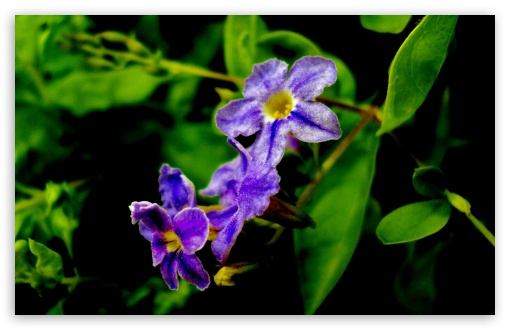 4 Purple Flowers UltraHD Wallpaper for UHD 16:9 ; HD 16:9 ; Widescreen 16:10 ; Fullscreen 4:3 5:4 3:2 ; Tablet 1:1 ;