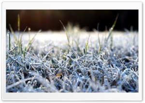 4K HD Frosted Grass Desktop Ultra HD Wallpaper for 4K UHD Widescreen desktop, tablet & smartphone