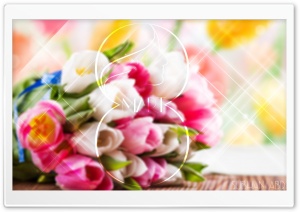 8 March Ultra HD Wallpaper for 4K UHD Widescreen desktop, tablet & smartphone