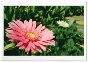 A Beautiful Flower Ultra HD Wallpaper for 4K UHD Widescreen desktop, tablet & smartphone