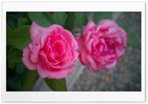 A Beautiful Pink Rose Ultra HD Wallpaper for 4K UHD Widescreen desktop, tablet & smartphone