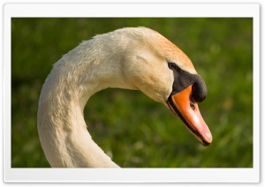 A Beautiful Swans Head Ultra HD Wallpaper for 4K UHD Widescreen desktop, tablet & smartphone