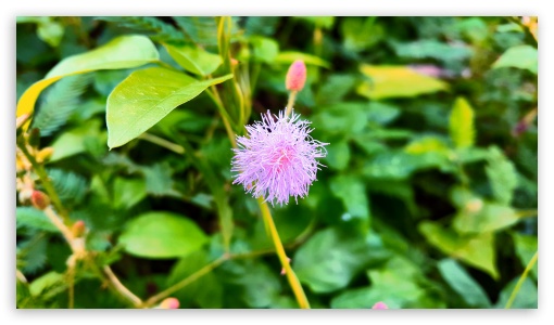 A Beautyful Flower of Kerala UltraHD Wallpaper for HD 16:9 ;