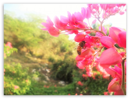 A bee UltraHD Wallpaper for Standard 4:3 Fullscreen UXGA XGA SVGA ; iPad 1/2/Mini ; Mobile 4:3 - UXGA XGA SVGA ;