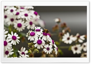 A Bee On Beautiful White Flowers Ultra HD Wallpaper for 4K UHD Widescreen desktop, tablet & smartphone