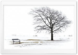 A Bench And A Tree Ultra HD Wallpaper for 4K UHD Widescreen desktop, tablet & smartphone