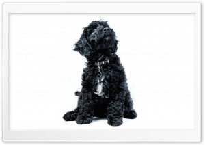 A Black Cockapoo Puppy, Dog, Looking Up Ultra HD Wallpaper for 4K UHD Widescreen desktop, tablet & smartphone