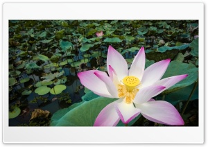 A bright Lotus Ultra HD Wallpaper for 4K UHD Widescreen desktop, tablet & smartphone