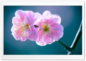 A Bunch Of Blossom Flowers Ultra HD Wallpaper for 4K UHD Widescreen desktop, tablet & smartphone