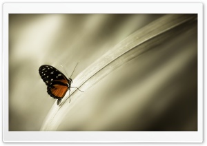 A Butterfly Perched on a Leaf Ultra HD Wallpaper for 4K UHD Widescreen desktop, tablet & smartphone