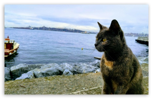 A CAT IN ISTANBUL UltraHD Wallpaper for UHD 16:9 ; HD 16:9 ; Widescreen 16:10 5:3 ;