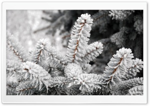 A Close-up Of A Fir Tree Branch Covered With Hoarfrost Ultra HD Wallpaper for 4K UHD Widescreen desktop, tablet & smartphone