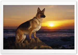 A Day At The Beach German Shepherd Ultra HD Wallpaper for 4K UHD Widescreen desktop, tablet & smartphone
