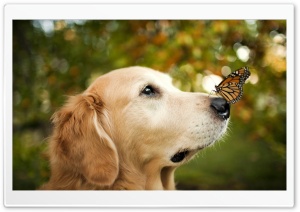 A Dog and A Butterfly Ultra HD Wallpaper for 4K UHD Widescreen desktop, tablet & smartphone