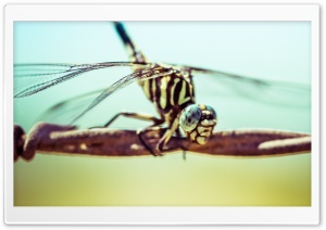 A Dragonfly Ultra HD Wallpaper for 4K UHD Widescreen desktop, tablet & smartphone