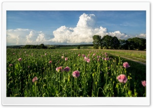 A Field of Poppies Ultra HD Wallpaper for 4K UHD Widescreen desktop, tablet & smartphone