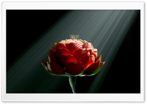 A Flower Blooming in Sunlight Rays Ultra HD Wallpaper for 4K UHD Widescreen desktop, tablet & smartphone