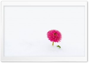A Flower in the Snow Ultra HD Wallpaper for 4K UHD Widescreen desktop, tablet & smartphone