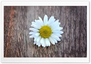A Flower on a Wooden Table Ultra HD Wallpaper for 4K UHD Widescreen desktop, tablet & smartphone