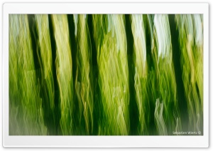 A Green Touch Ultra HD Wallpaper for 4K UHD Widescreen desktop, tablet & smartphone