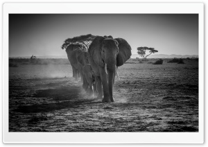 A Herd of African Elephants Walking in a line Ultra HD Wallpaper for 4K UHD Widescreen desktop, tablet & smartphone