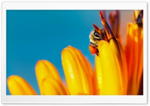 A HoneyBee loaded with Pollen in its Pollen Baskets Ultra HD Wallpaper for 4K UHD Widescreen desktop, tablet & smartphone