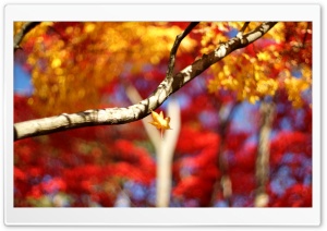 A Leaf Falling Down Ultra HD Wallpaper for 4K UHD Widescreen desktop, tablet & smartphone