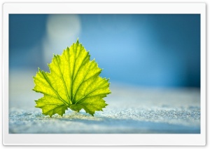 A Leaf On the Ground Ultra HD Wallpaper for 4K UHD Widescreen desktop, tablet & smartphone