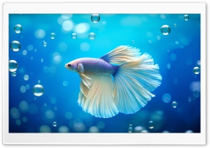 A Light-colored Male Betta Fish 4K UHD Wallpaper for Widescreen and UltraWide Desktop, UltraHD TV, Smartphone, Tablet