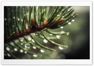A Little Fall Of Rain Ultra HD Wallpaper for 4K UHD Widescreen desktop, tablet & smartphone