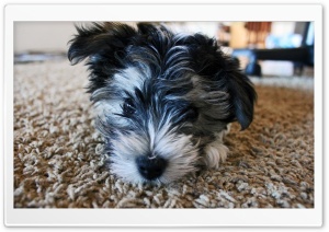 A Little Puppy Ultra HD Wallpaper for 4K UHD Widescreen desktop, tablet & smartphone