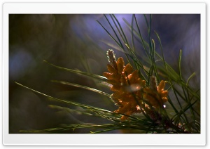 A Little Sun On Starting Pine Cones Ultra HD Wallpaper for 4K UHD Widescreen desktop, tablet & smartphone