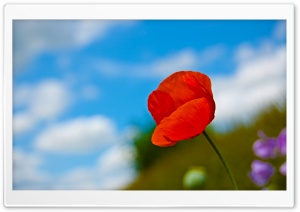 A Lone Red Poppy Ultra HD Wallpaper for 4K UHD Widescreen desktop, tablet & smartphone