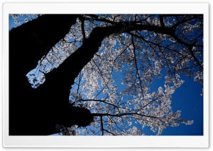 A Look Up At The Cherry Blossoms Ultra HD Wallpaper for 4K UHD Widescreen desktop, tablet & smartphone